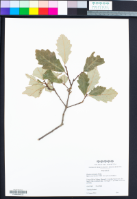 Quercus prinoides var. rufescens image