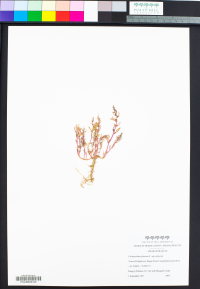 Chenopodium glaucum var. glaucum image