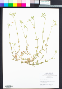 Cerastium fontanum ssp. vulgare image