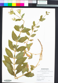 Saponaria officinalis image