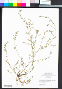 Image of Polygonum aviculare ssp. neglectum