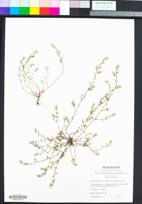 Polygonum aviculare ssp. neglectum image