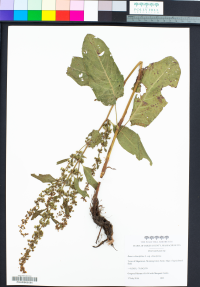Rumex obtusifolius subsp. obtusifolius image