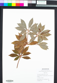 Image of Pieris japonica