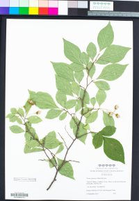 Image of Styrax japonicus