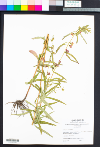 Image of Ludwigia alternifolia
