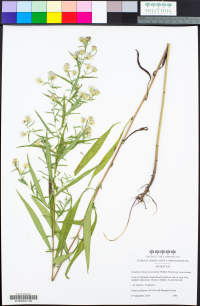 Symphyotrichum lanceolatum ssp. lanceolatum image