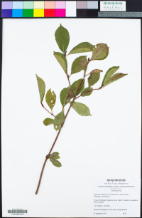 Viburnum nudum var. cassanoides image