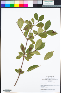 Viburnum nudum var. cassanoides image