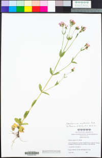 Image of Centaurium erythraea