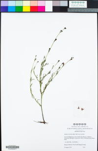 Agalinis maritima subsp. maritima image