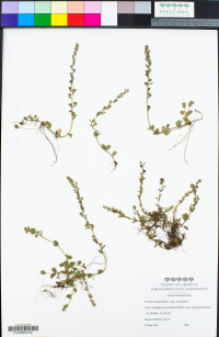 Veronica serpyllifolia ssp. serpyllifolia image