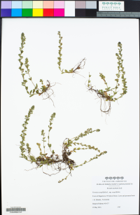 Veronica serpyllifolia ssp. serpyllifolia image