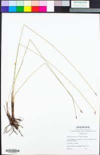 Eleocharis palustris image
