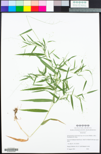 Image of Dichanthelium dichotomum ssp. microcarpon