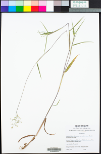 Image of Dichanthelium oligosanthes ssp. scribnerianum
