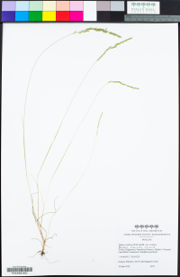 Image of Festuca octoflora
