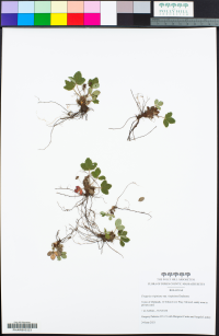 Fragaria virginiana ssp. virginiana image
