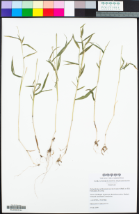 Dichanthelium dichotomum ssp. microcarpon image