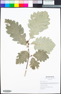Quercus faxonii image